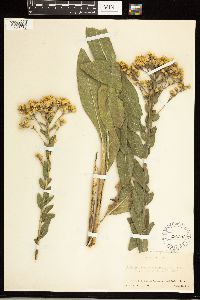 Solidago rigida image