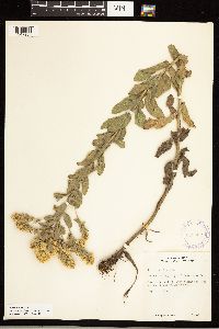 Solidago rigida image