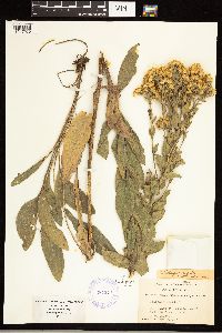 Solidago rigida image