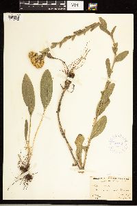 Solidago rigida image