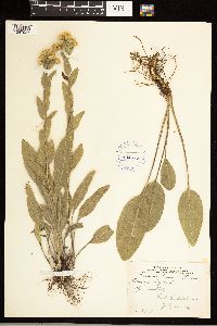 Solidago rigida image