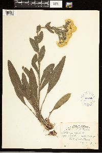 Solidago rigida image
