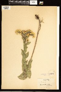 Solidago rigida image
