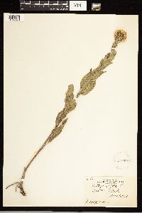 Solidago rigida image