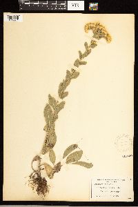 Solidago rigida image