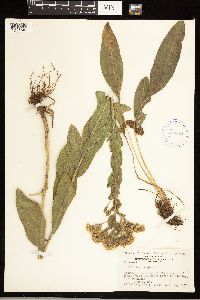Solidago rigida image