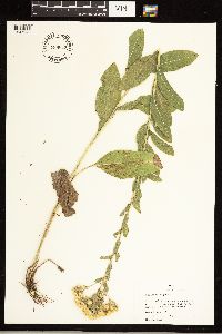 Solidago rigida image