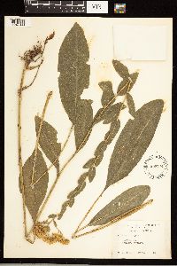 Solidago rigida image