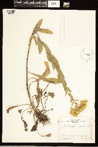 Solidago rigida image