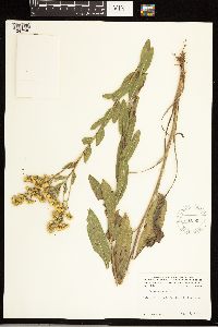 Solidago rigida image