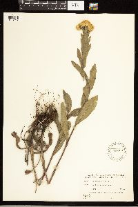 Solidago rigida image