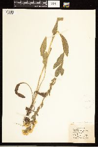 Solidago rigida image