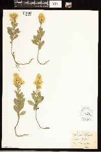 Solidago rigida image