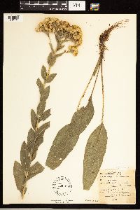 Solidago rigida image