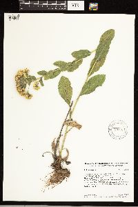 Solidago rigida image