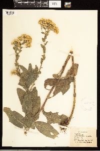 Solidago rigida image