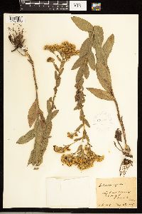 Solidago rigida image