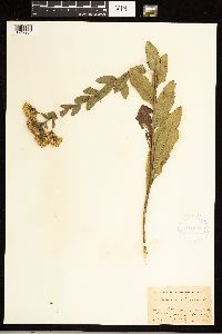 Solidago rigida image