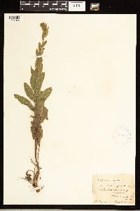 Solidago rigida image
