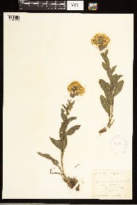 Solidago rigida image