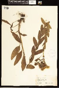 Solidago rigida image