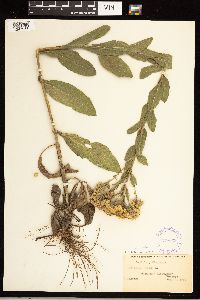 Solidago rigida image