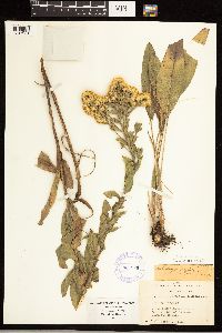 Solidago rigida image
