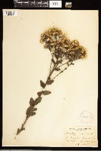 Solidago rigida image