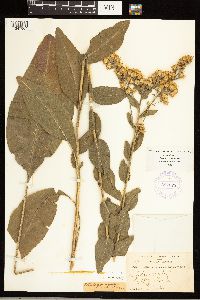 Solidago rigida image