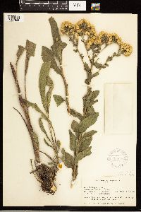 Solidago rigida image