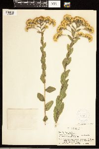 Solidago rigida image
