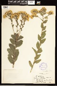 Solidago rigida image