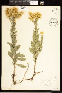 Solidago rigida image