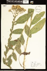 Solidago rigida image