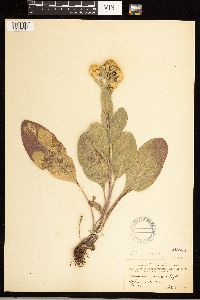 Solidago rigida image