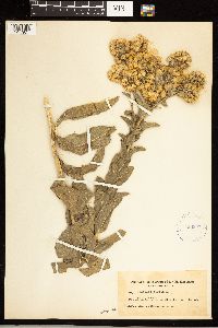 Solidago rigida image