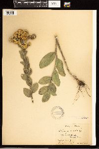 Solidago rigida image
