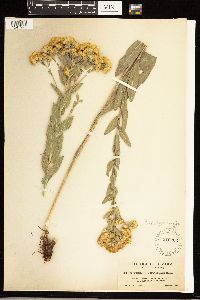 Solidago rigida image
