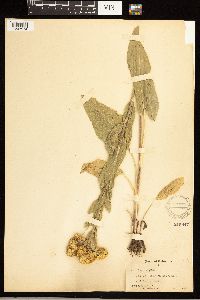 Solidago rigida image