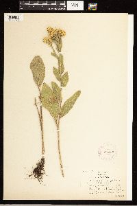 Solidago rigida image