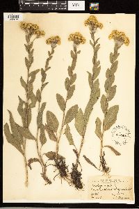 Solidago rigida image