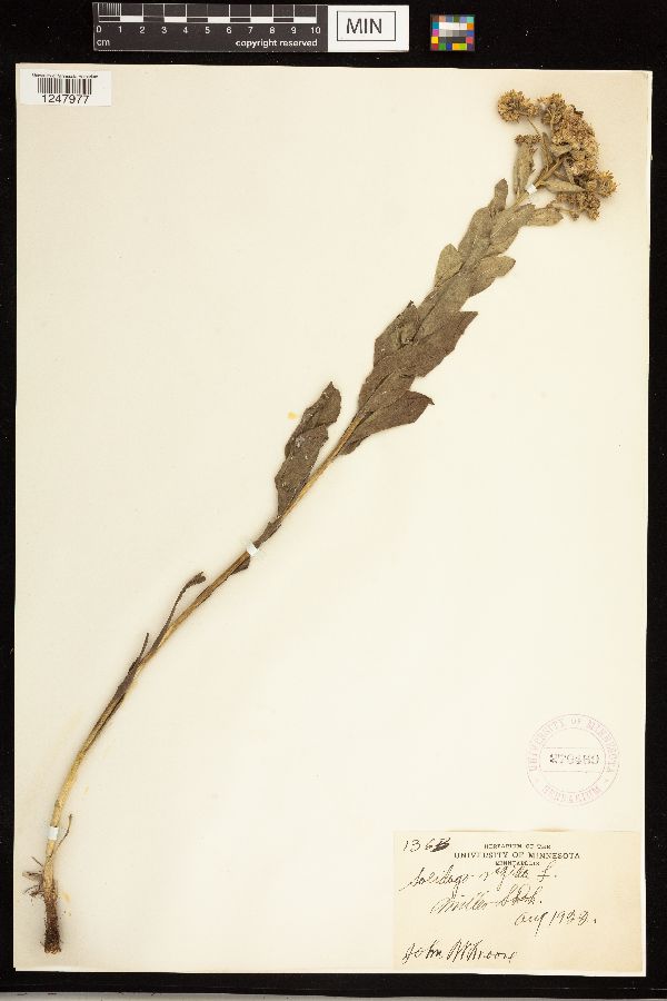 Solidago rigida image