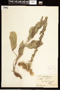 Solidago rigida image