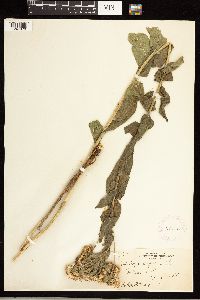 Solidago rigida image