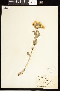 Solidago rigida image