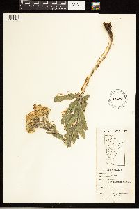 Solidago rigida image