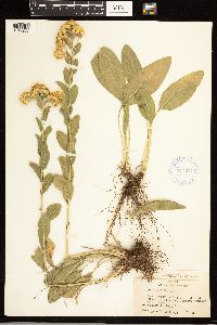 Solidago rigida image