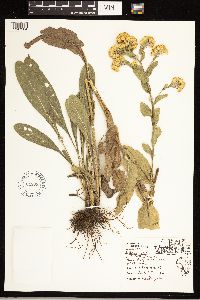 Solidago rigida image