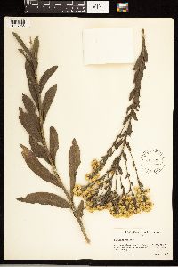 Solidago rigida image
