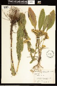 Solidago rigida image